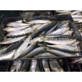 frozen fresh whole sardine fish